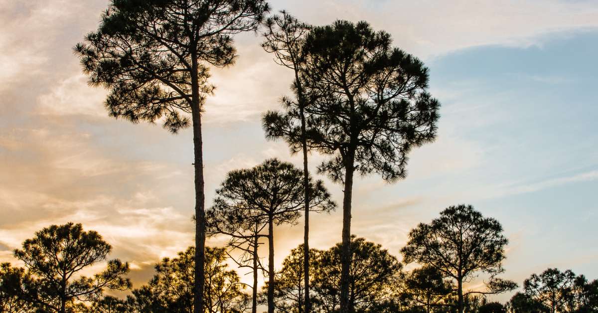 A sunset at Topsail Hill Preserve State Park, silhouetting long-leaf pine trees into an overcast sky.