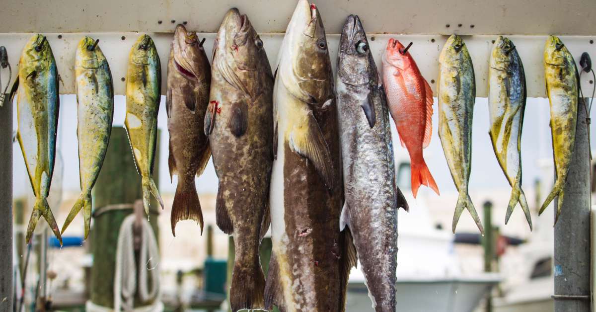 A variety of fish species hanging on a wall. The anglers who hanged these fish used nails to mount them.
