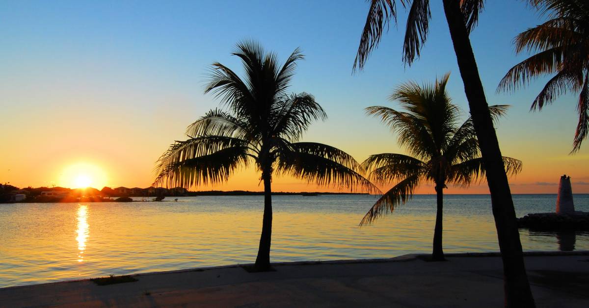 The sun sets on the horizon behind a body of water. Four palm trees in the foreground are silhouetted against the light.