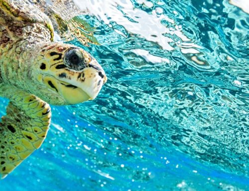 Wildlife Encounters: Animals You Can See in Destin